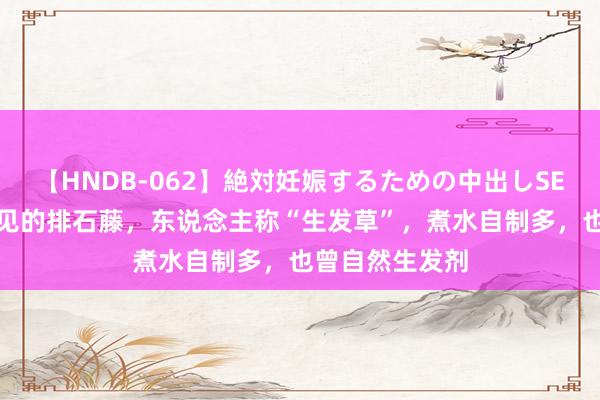 【HNDB-062】絶対妊娠するための中出しSEX！！ 农村常见的排石藤，东说念主称“生发草”，煮水自制多，也曾自然生发剂